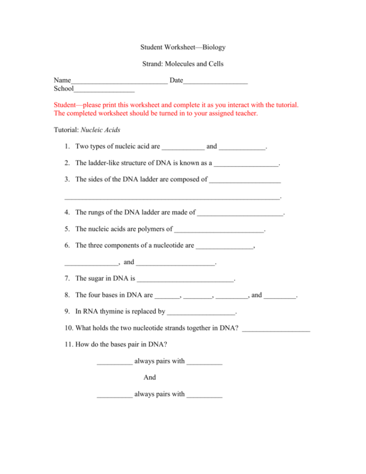 Student Worksheet For Nucleic Acids