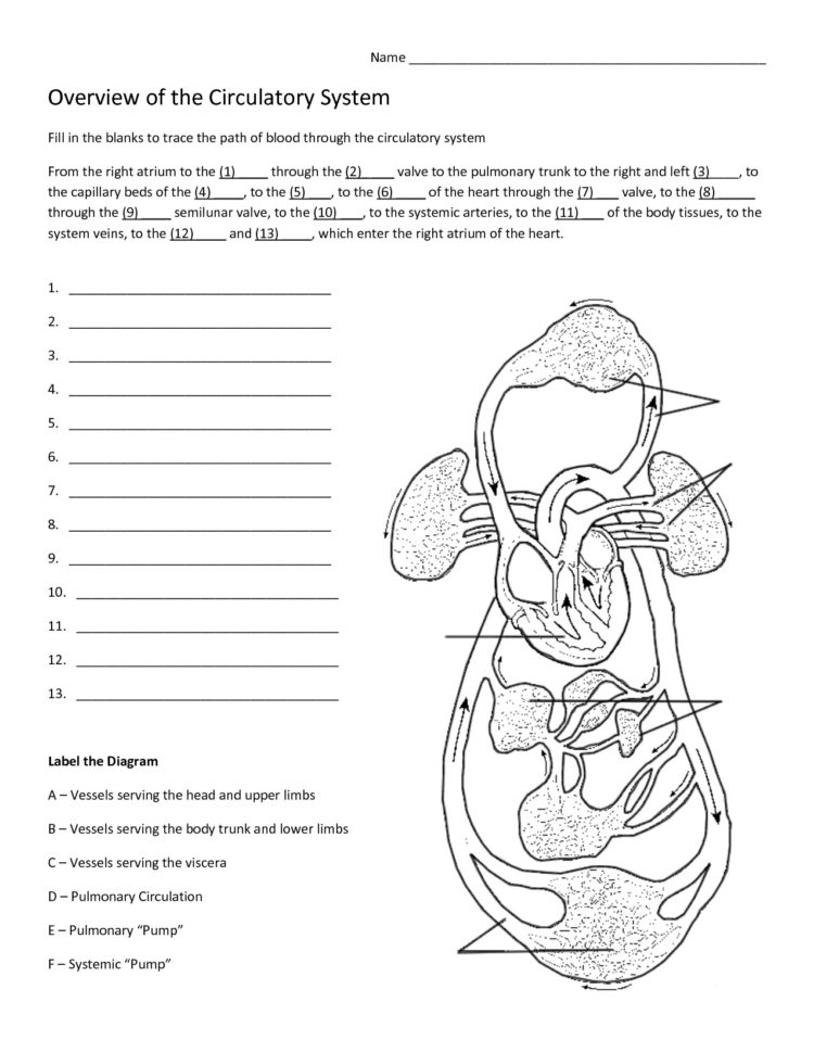 Summary Of Circulatory System