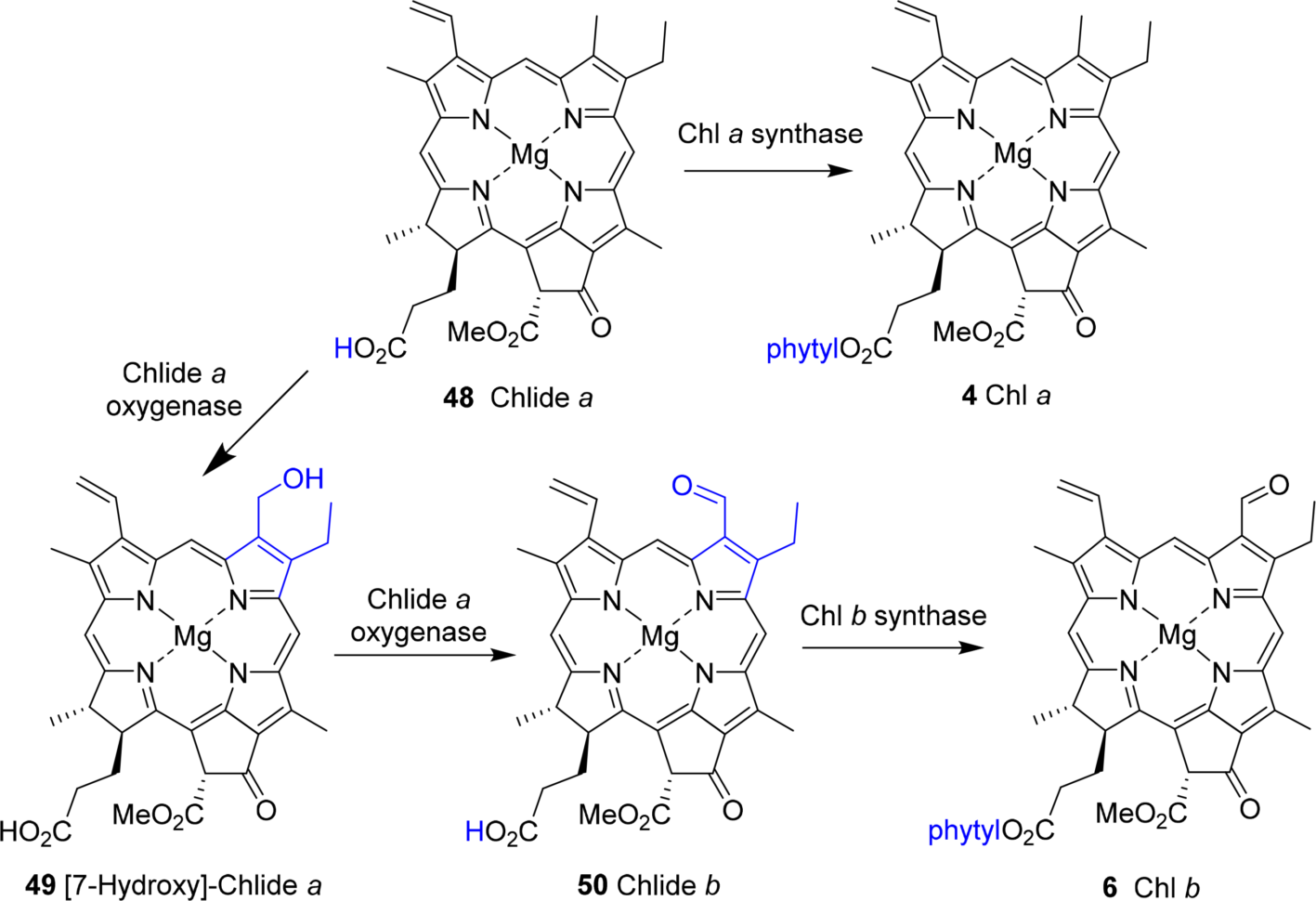 Symmetry  Free Fulltext  Chlorophylls Symmetry Chirality And