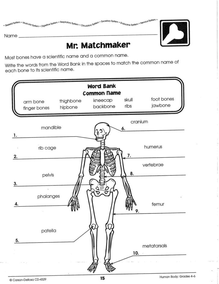 The Framework Of The Body Worksheet Answers — db-excel.com