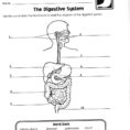 Systems Of The Human Body  Pdf