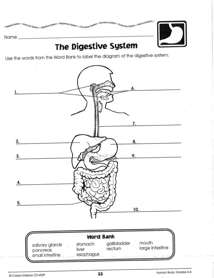 Systems Of The Human Body  Pdf