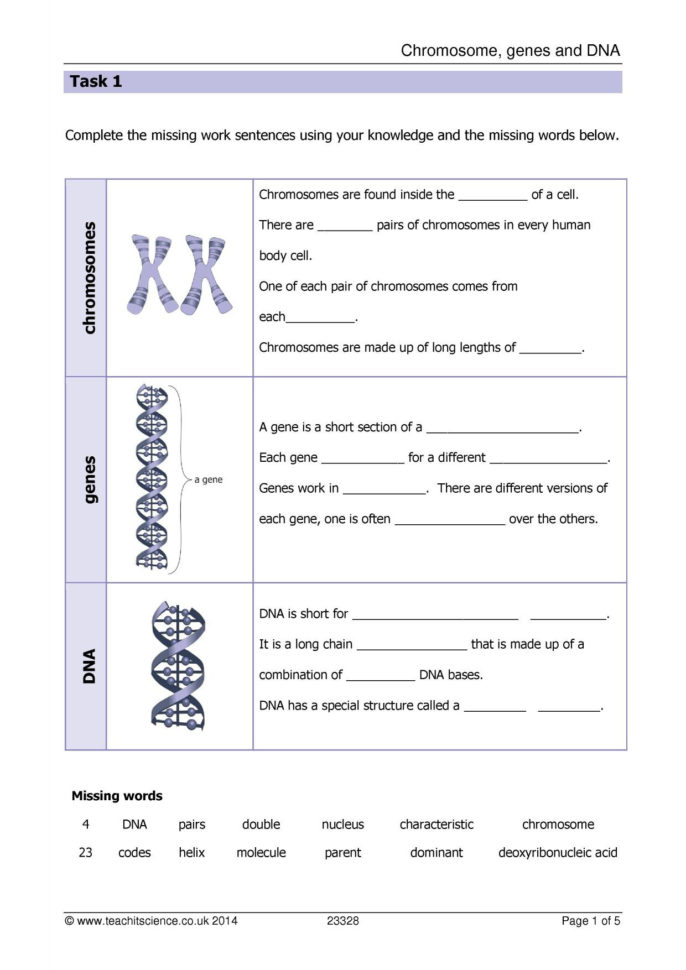 Tch Genetics X Linked Genes Worksheet 2019 Household Budget