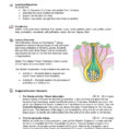 Teacher Guide Pollination Flower To Fruit Pages 1  3
