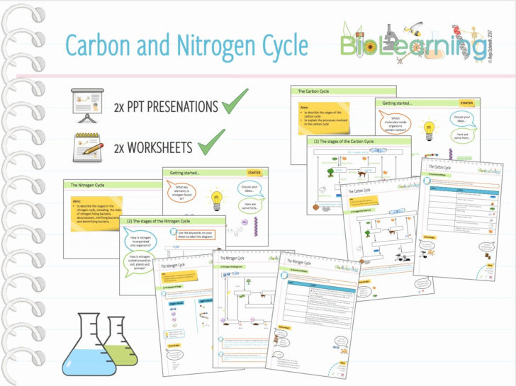 Water Carbon And Nitrogen Cycle Worksheet Answers