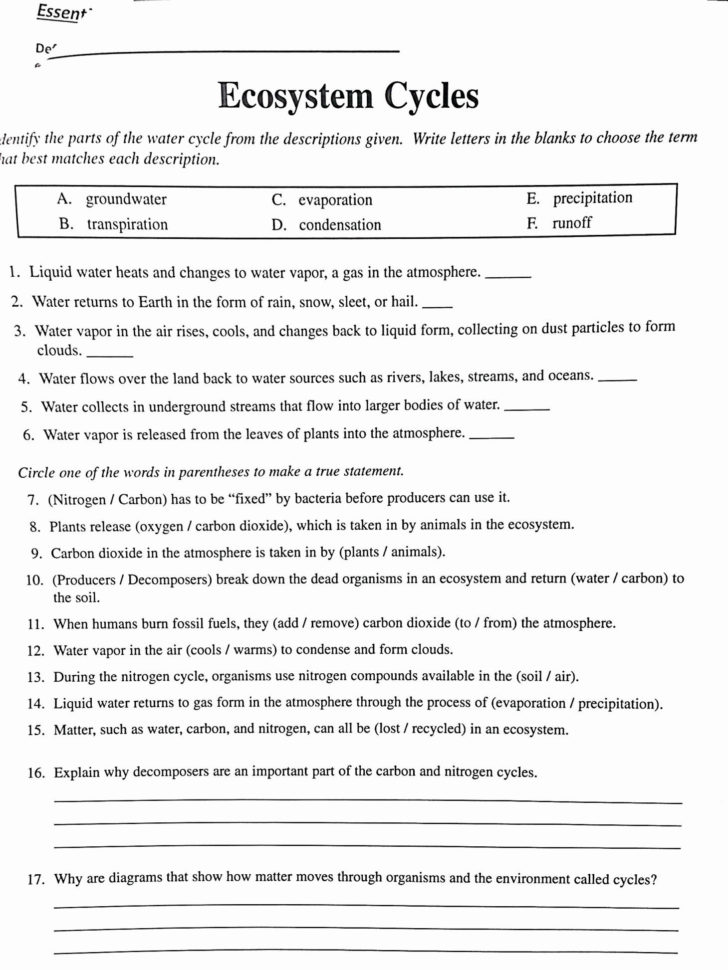 Ter Carbon And Nitrogen Cycle Worksheet