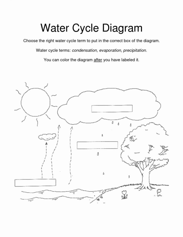 Ter Carbon And Nitrogen Cycle Worksheet Answer Key Fresh Carbon