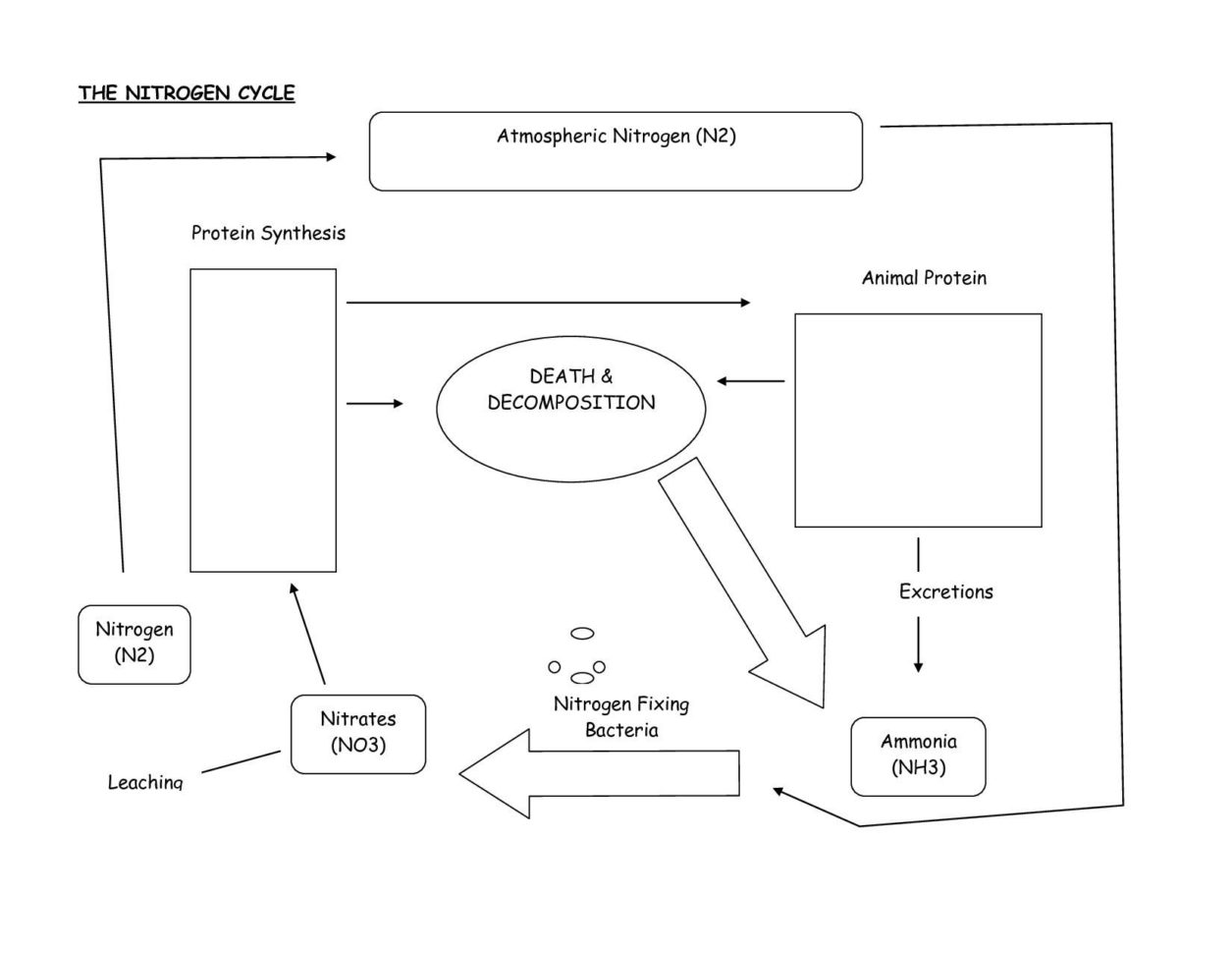 Ter Carbon And Nitrogen Cycle Worksheet Color Sheet Answers