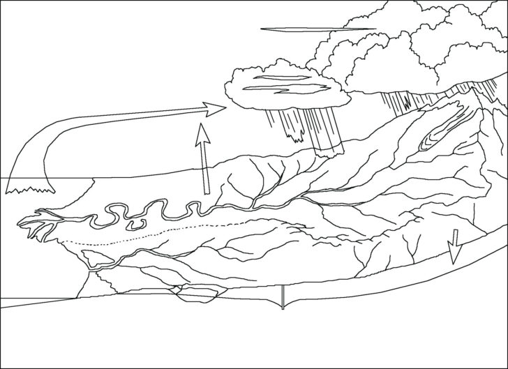 Water Carbon And Nitrogen Cycle Worksheet Color Sheet