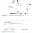 Ter Cycle Diagram Quiz Printable  Wiring Diagrams Rock