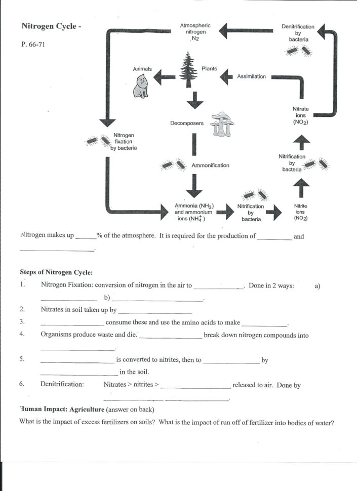 Ter Cycle Diagram Quiz Printable  Wiring Diagrams Rock