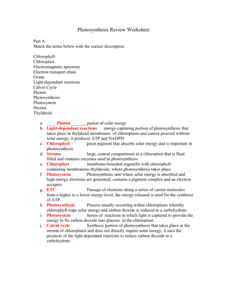 The Absorption Of Chlorophyll Worksheet Answers  Netvs