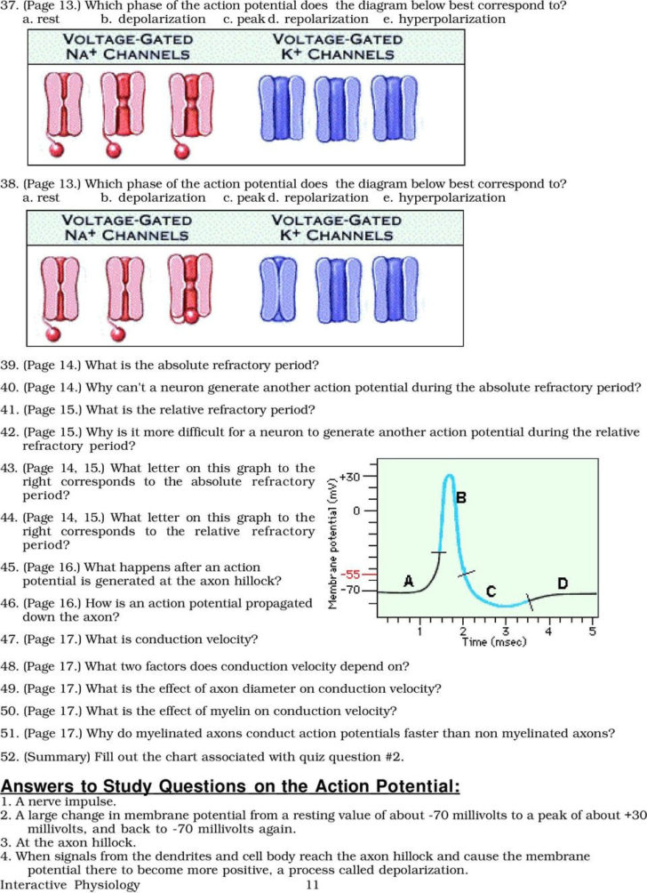 Neuron Simulation Worksheet Answers