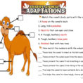 The Camel Animals Adaptations  English Esl Worksheets