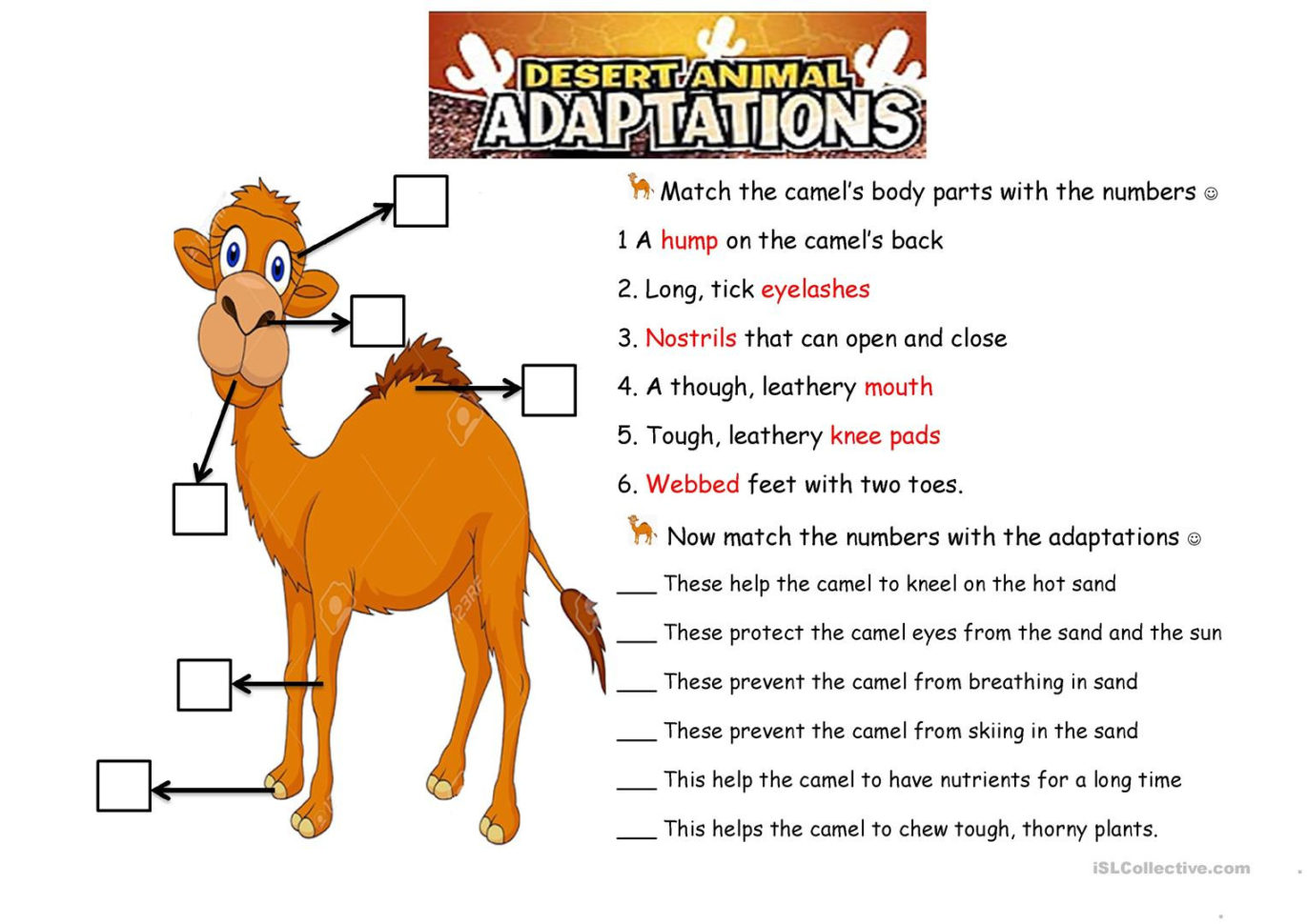 The Camel Animals Adaptations  English Esl Worksheets