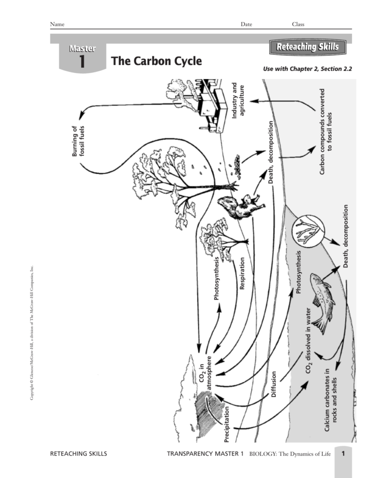 The Carbon Cycle Worksheet Answers — db-excel.com