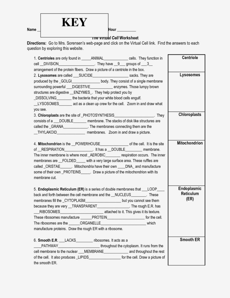 The Cell Cycle Coloring Worksheet