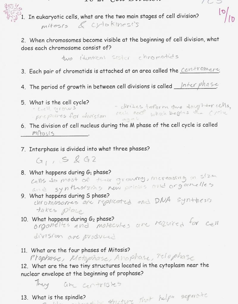 Cell Cycle Coloring Worksheet