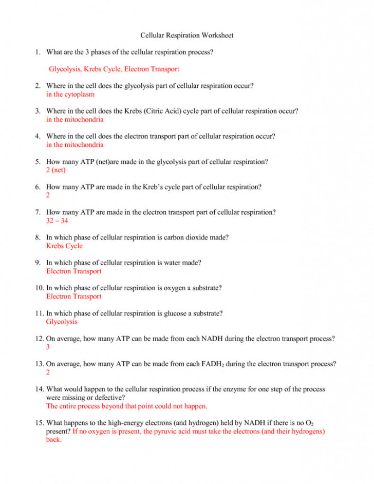 Cell Cycle Coloring Worksheet