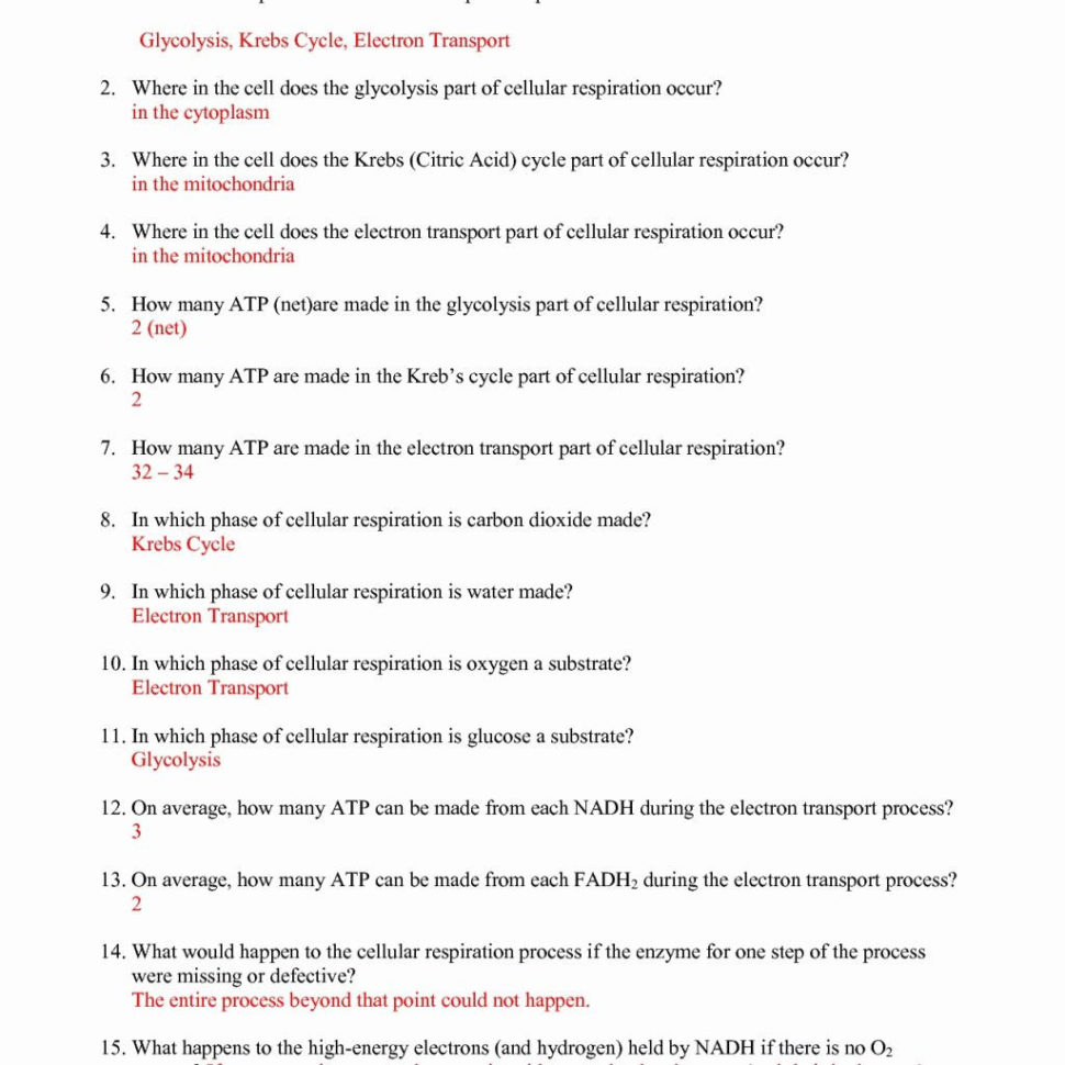 The Cell Cycle Coloring Worksheet Answers