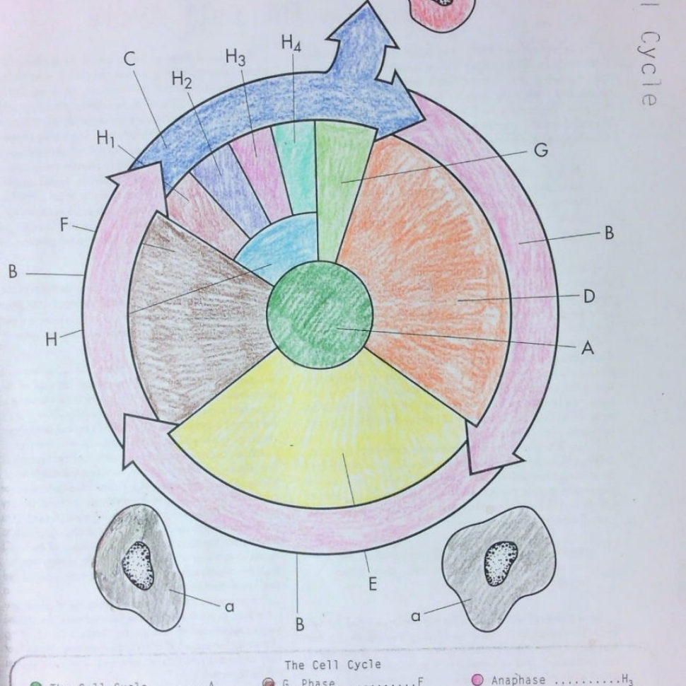 The Cell Cycle Coloring Worksheet Answer Key