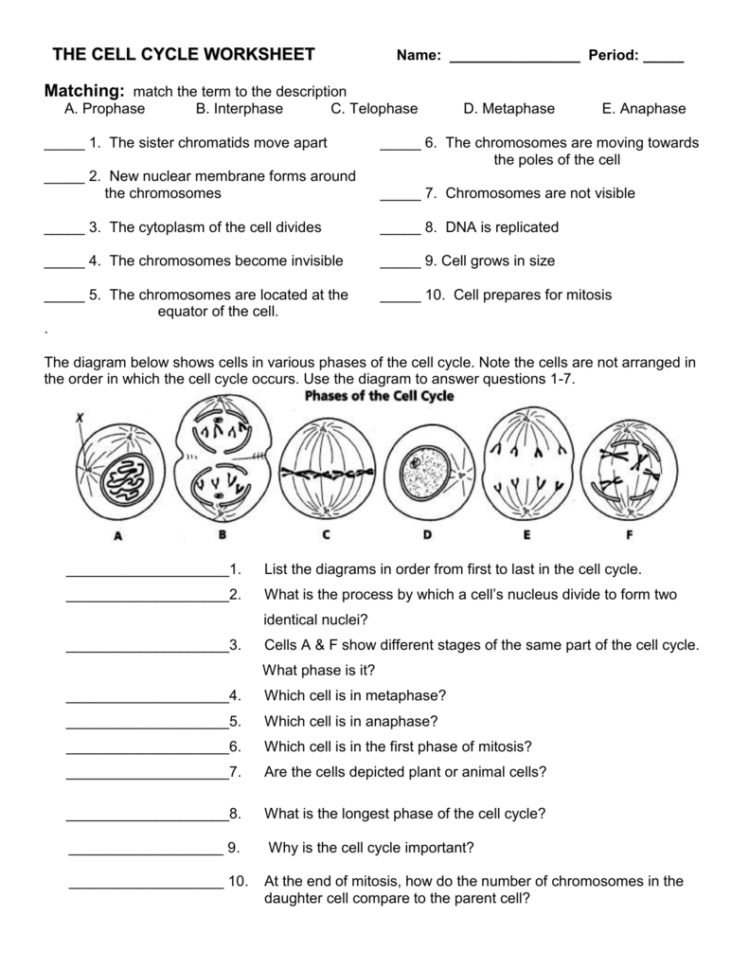 Cell Cycle And Mitosis Worksheet Answer Key — db-excel.com