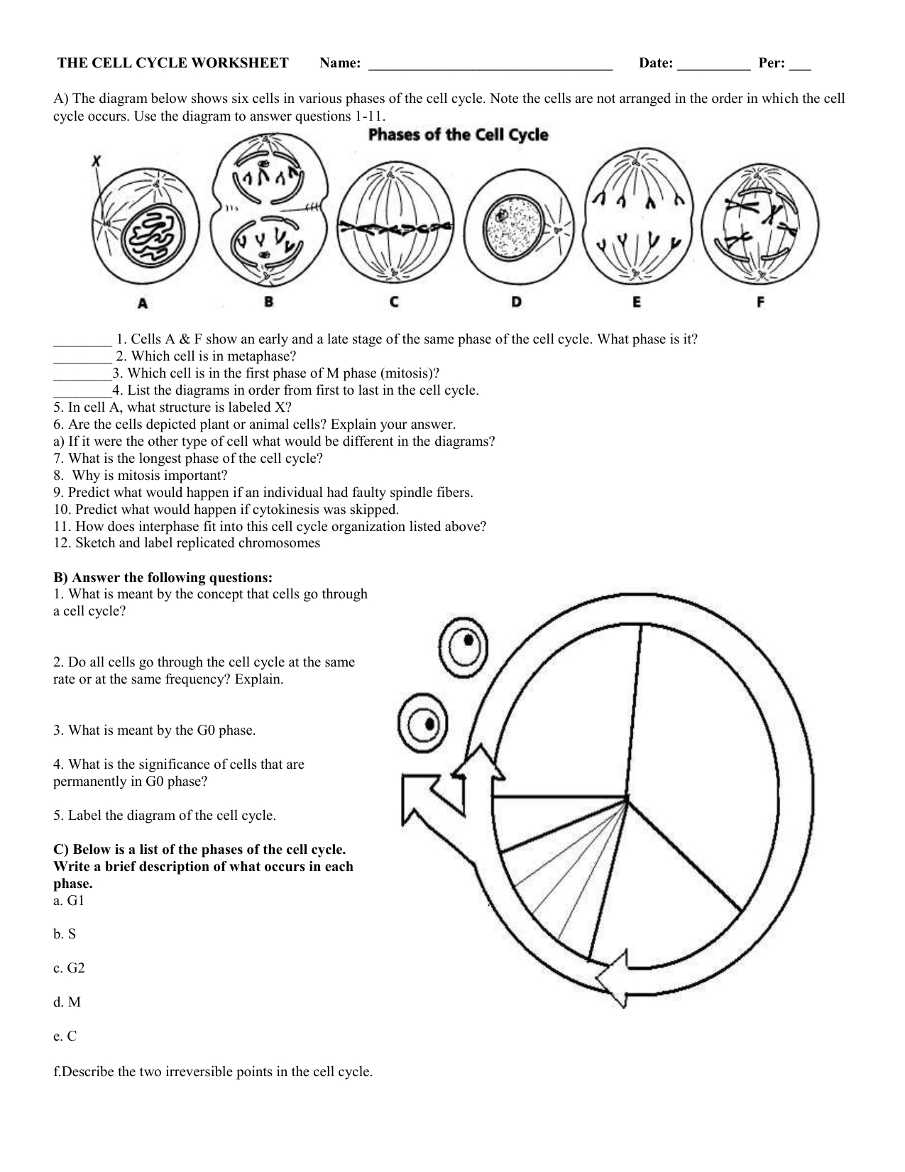 The Cell Cycle Worksheet