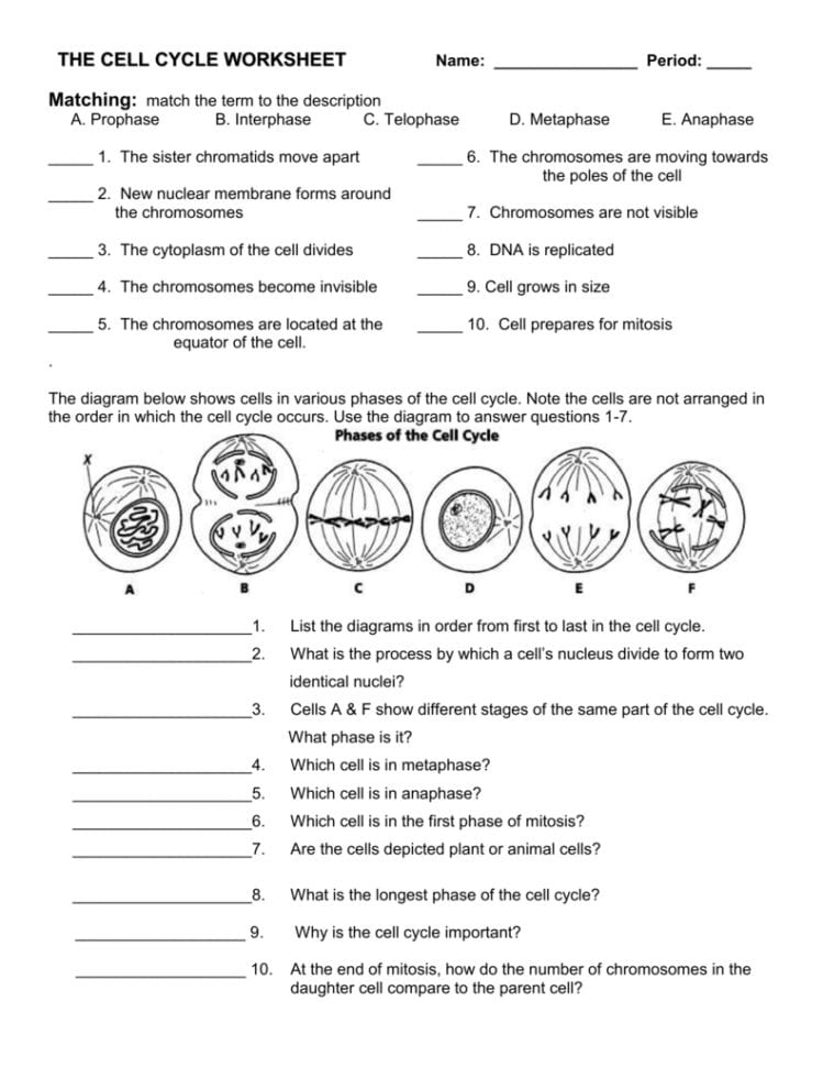 The Cell Cycle Worksheet