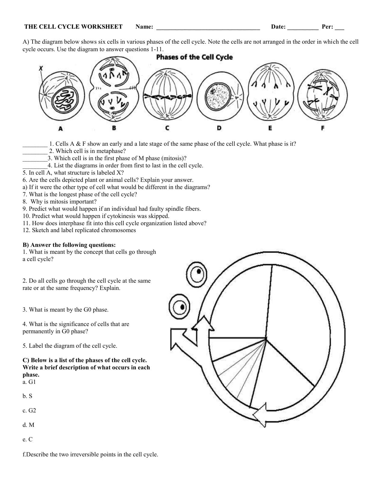 The Cell Cycle Worksheet — db-excel.com
