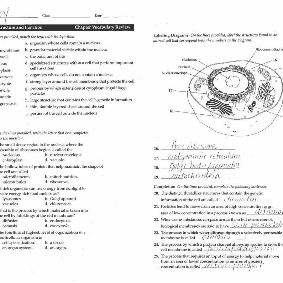 Cell Cycle Coloring Worksheet