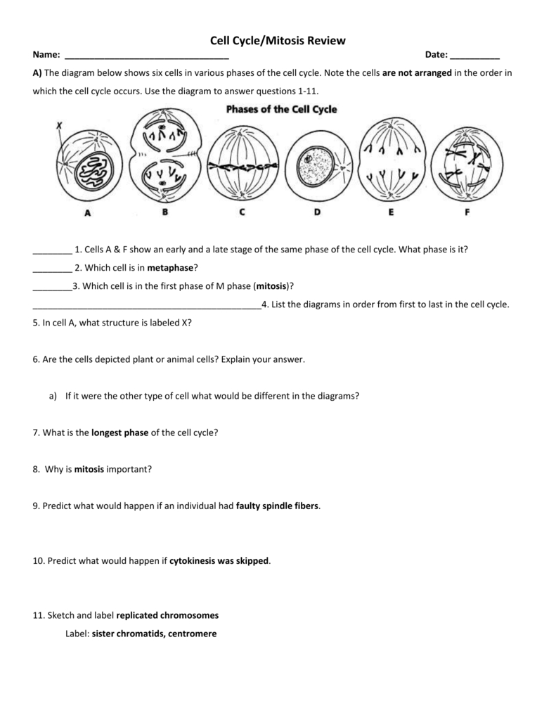 The Cell Cycle Worksheet  Manhasset Public Schools