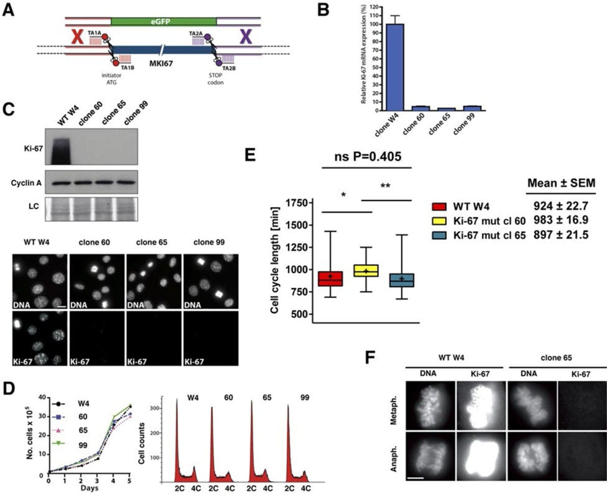 The Cell Proliferation Antigen Ki67 Organises