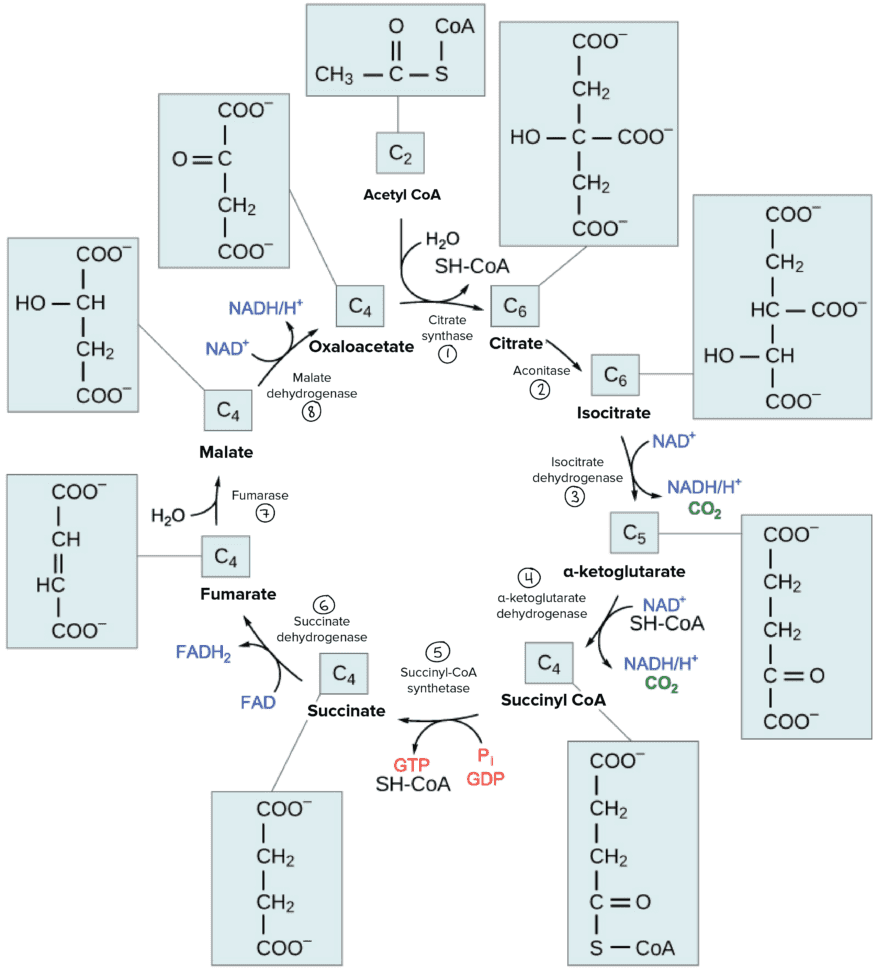 The Citric Acid Cycle  Cellular Respiration Article