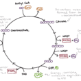 The Citric Acid Cycle  Cellular Respiration Article
