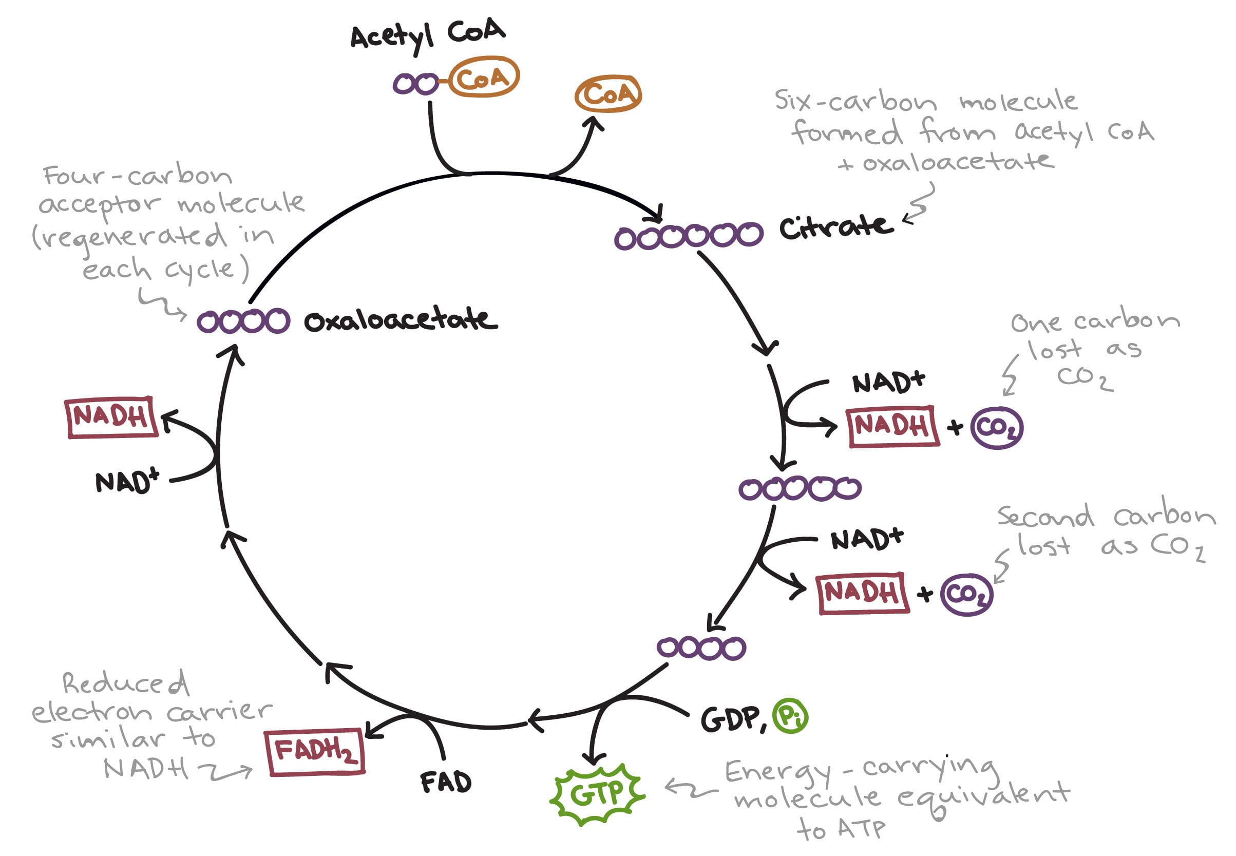 The Citric Acid Cycle  Cellular Respiration Article