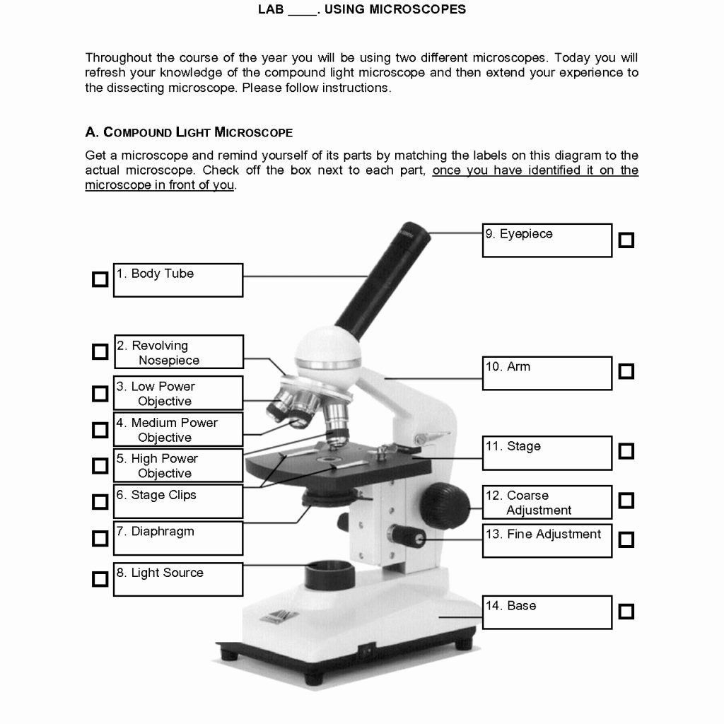 The Compound Light Microscope Worksheet