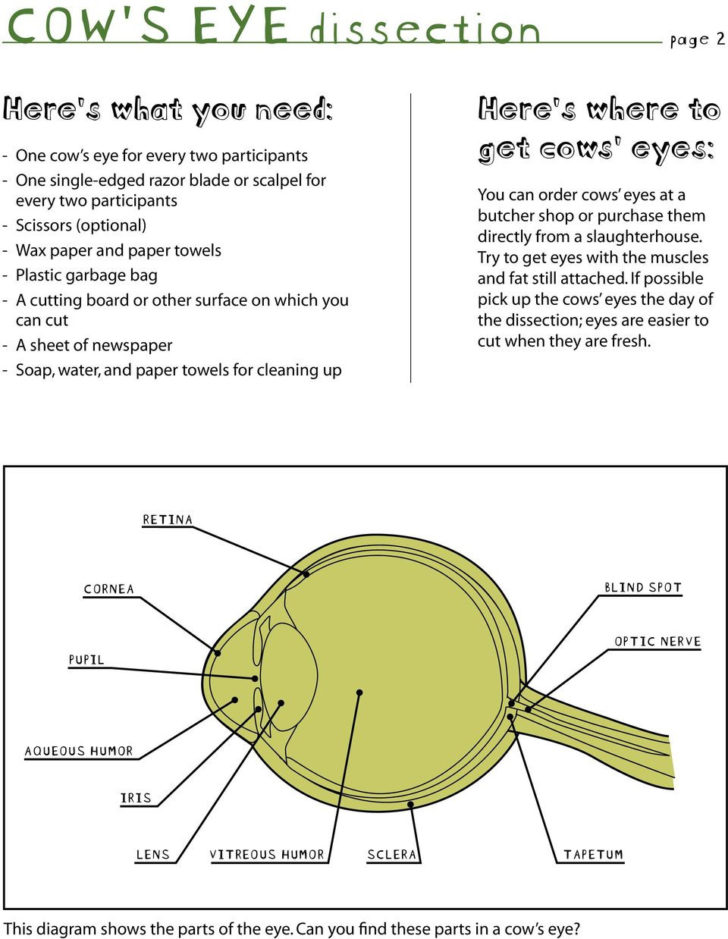 The Cow Eye Dissection Lab All About Cow Photos — db-excel.com