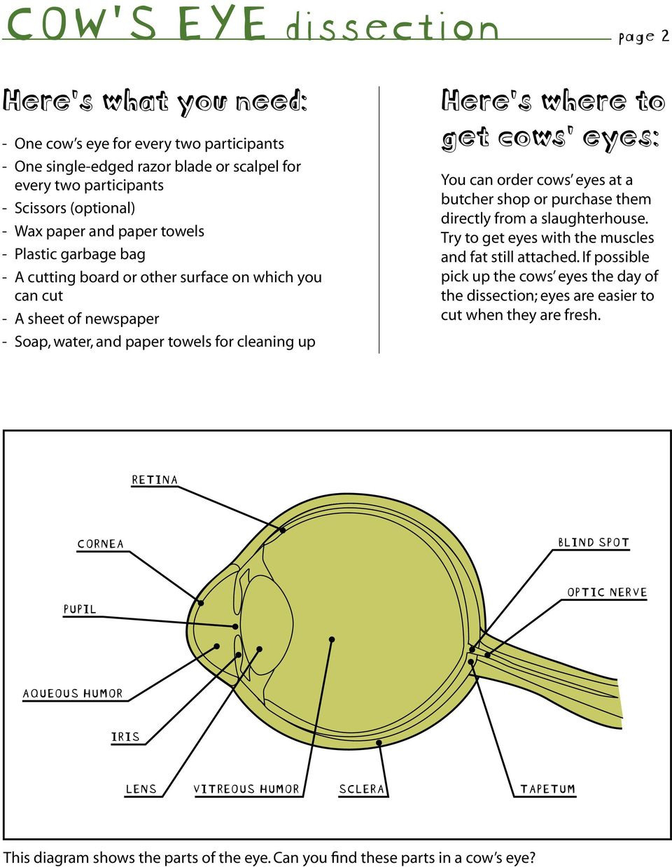 The Cow Eye Dissection Lab All About Cow Photos Db excel