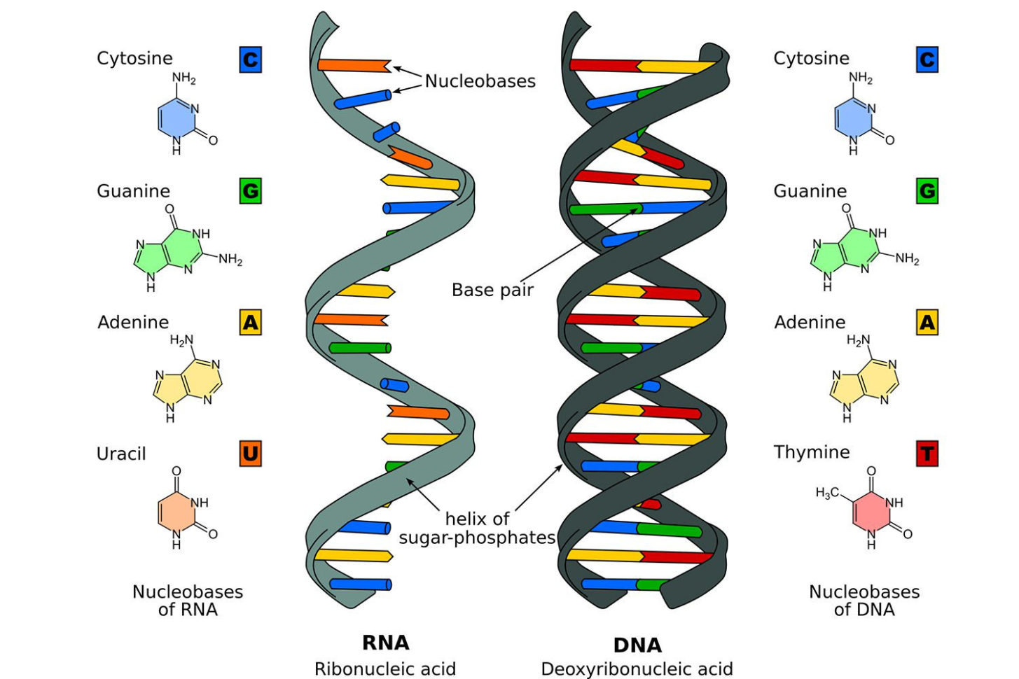 The Differences Between Dna And Rna