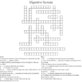 The Digestive System Word Search  Word