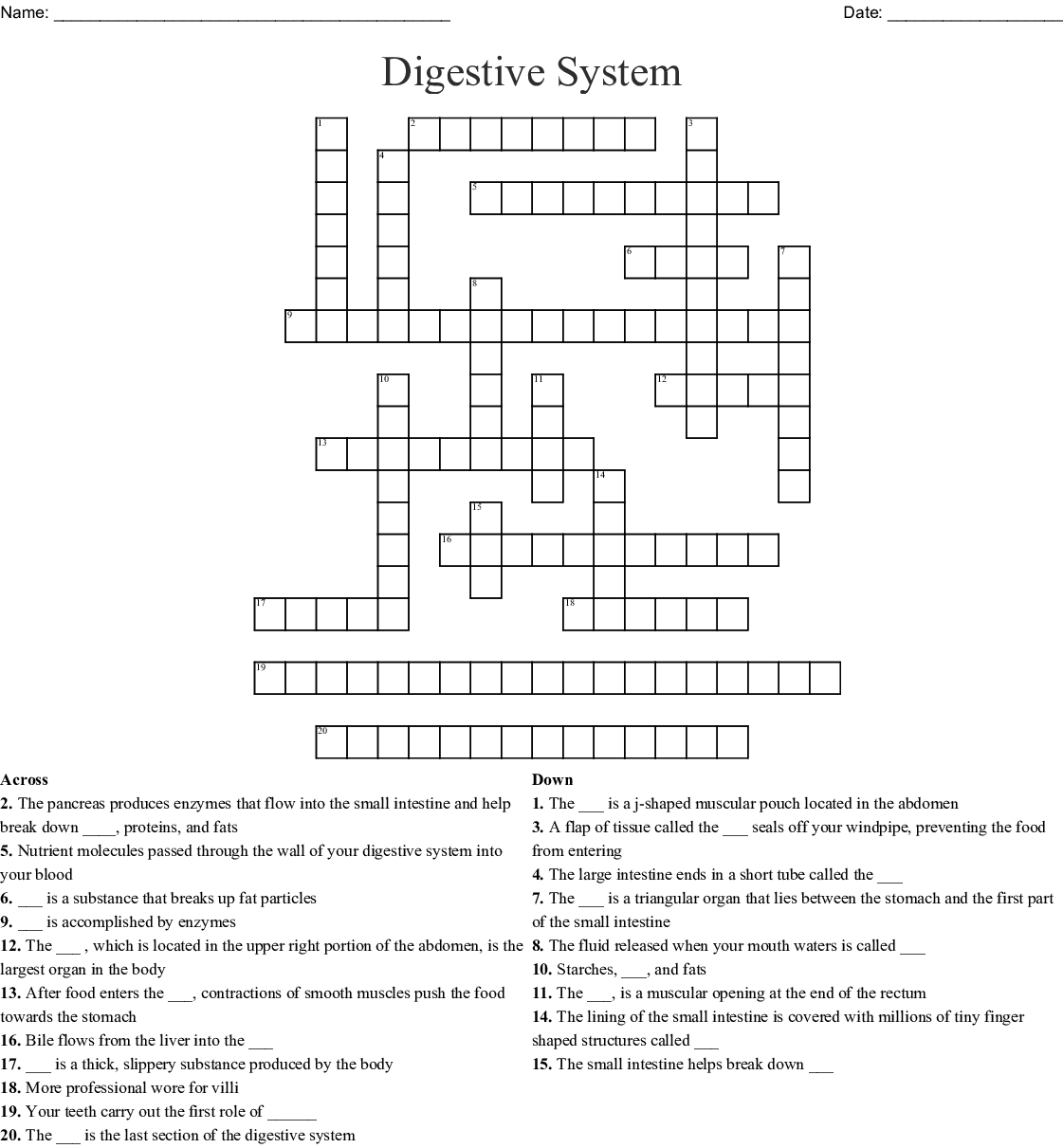 The Digestive System Word Search Word Db excel