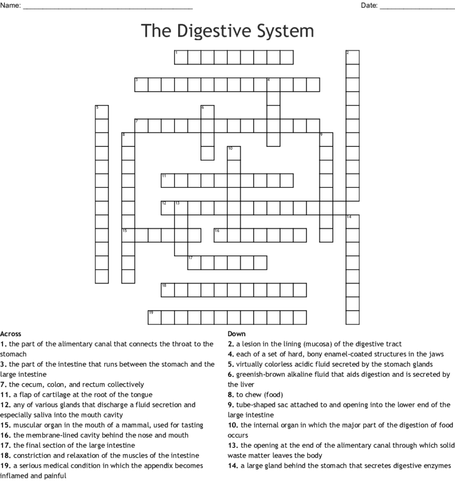 the-digestive-system-word-search-word-db-excel