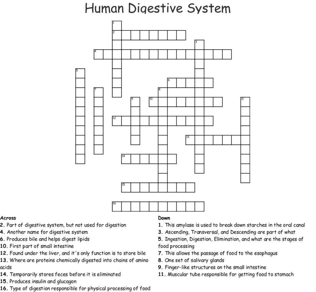 The Digestive System Word Search  Word