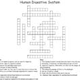 The Digestive System Word Search  Word