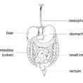 The Digestive System Worksheet  Edplace