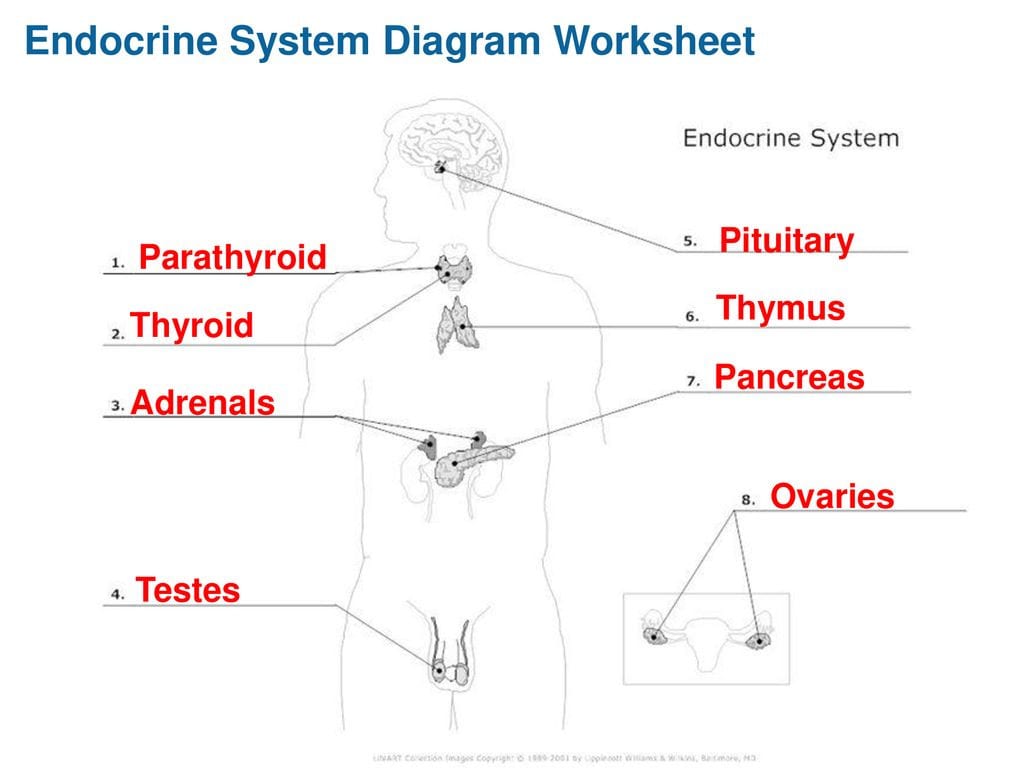 Endocrine System Worksheet — db-excel.com