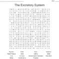The Excretory System Word Search  Word