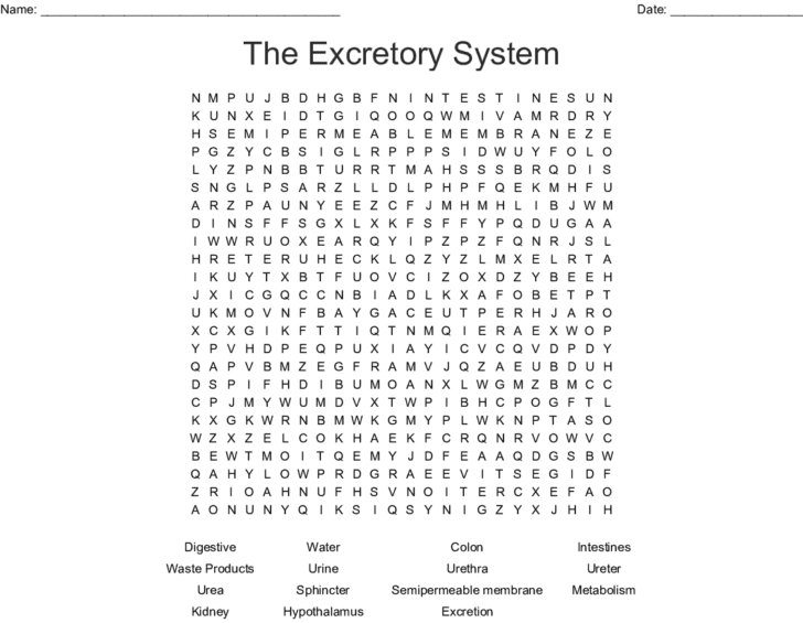 Urinary System Activity Worksheet