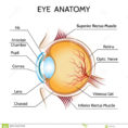 The Eye And Vision Anatomy  Human Anatomy Diagram