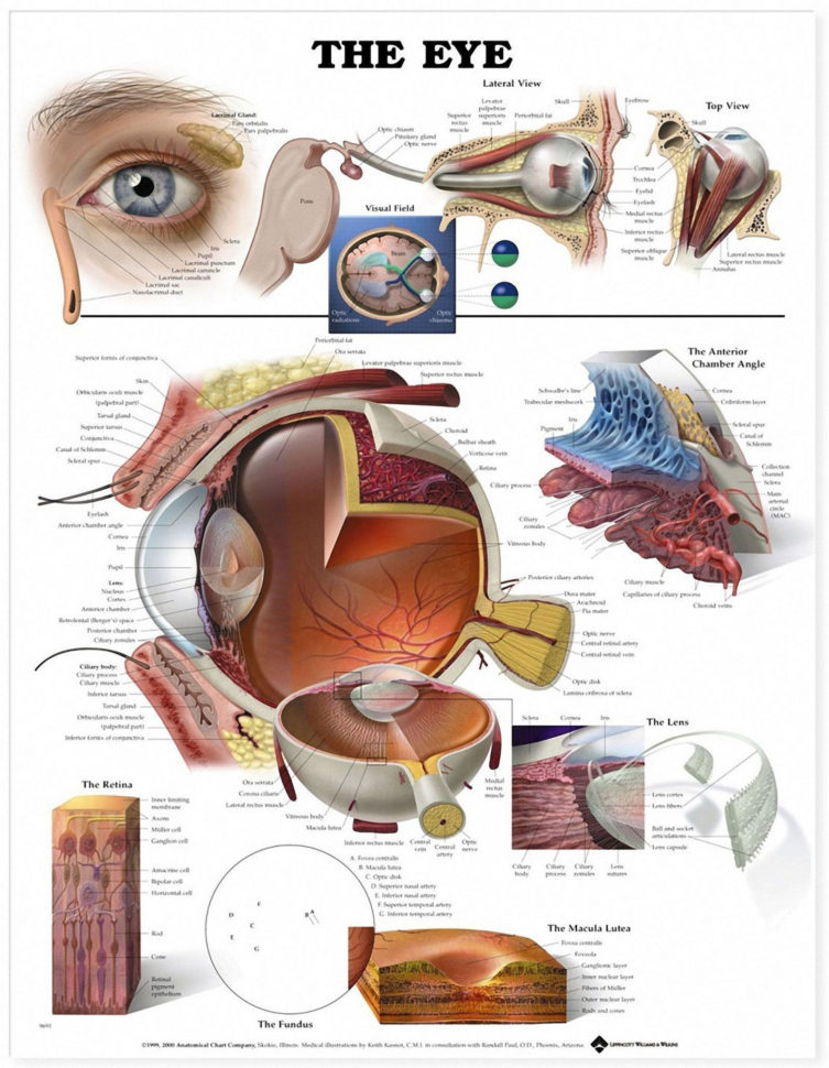 The Eye And Vision Anatomy Worksheet Answers